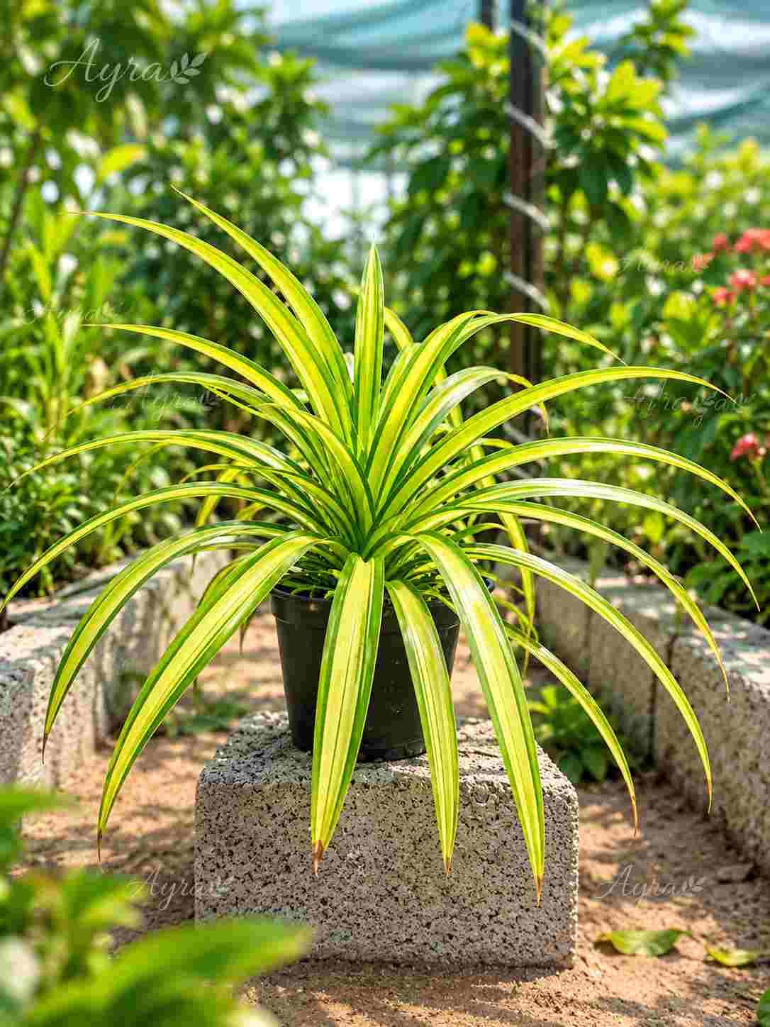 Spider Plant