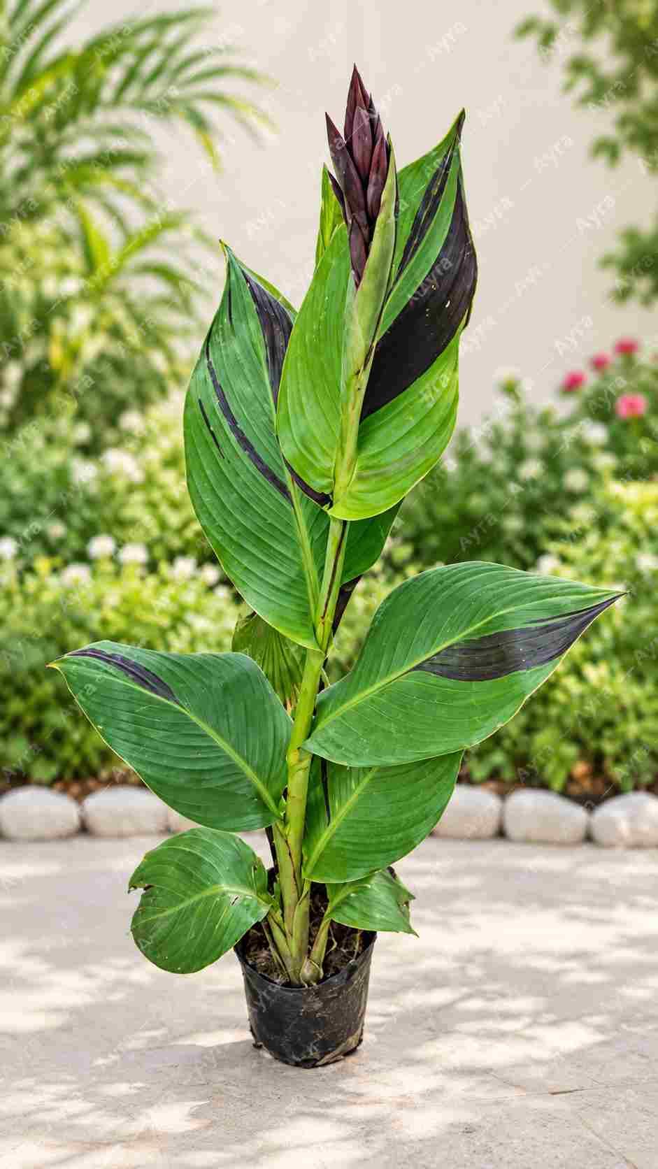 Canna Lily