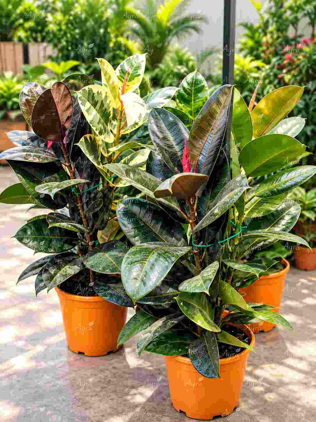 Rubber Plant