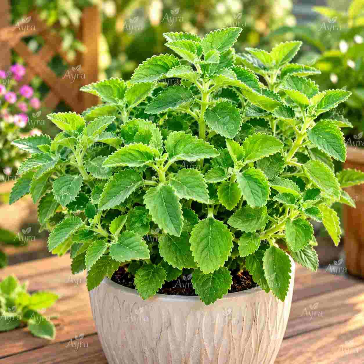 Sarah/ Mexican Mint