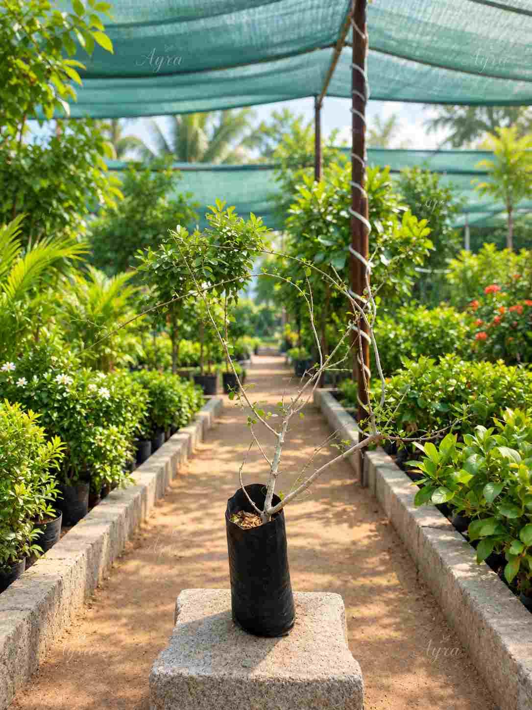 Miswak Tree