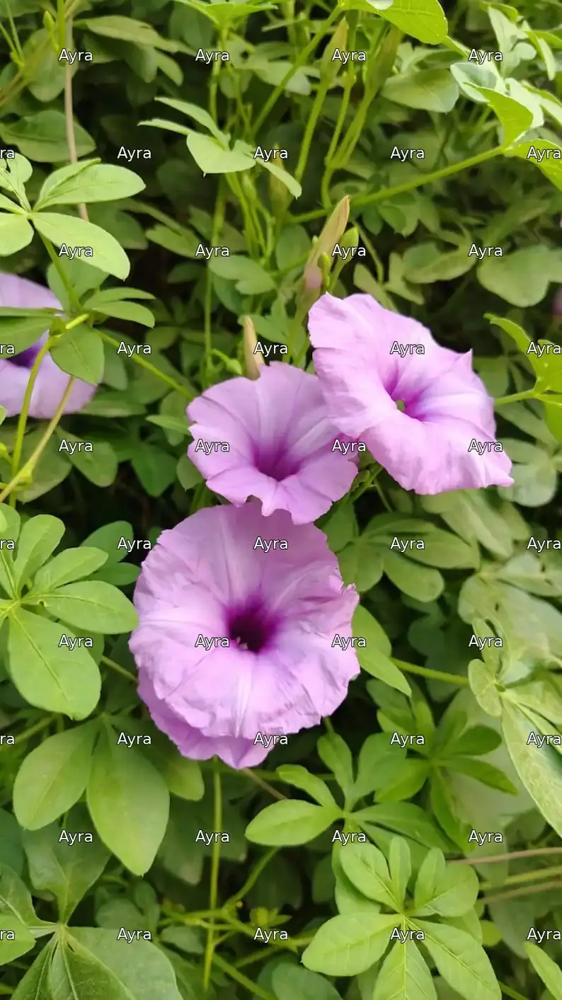 Cairo Morning Glory / Five-leaf Morning Glory