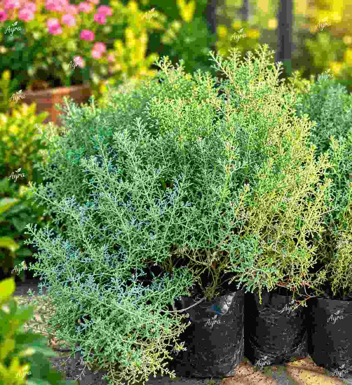 Desert Wormwood
