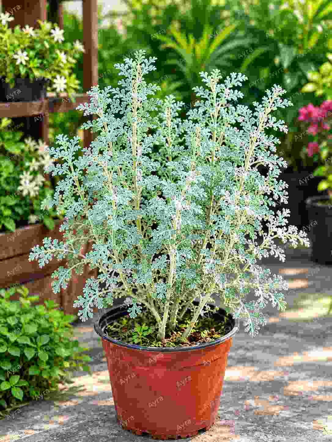 Silver-leaved Artemisia