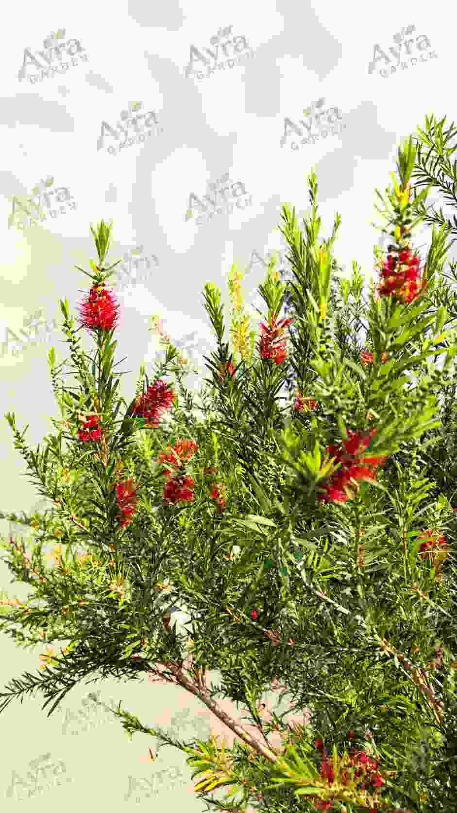 شجرة فرشاة الزجاج