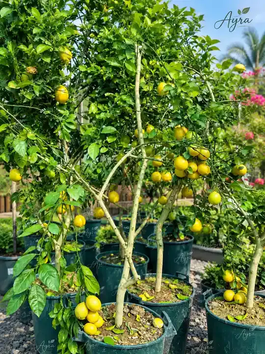 Everbearing Mandarin/Orange