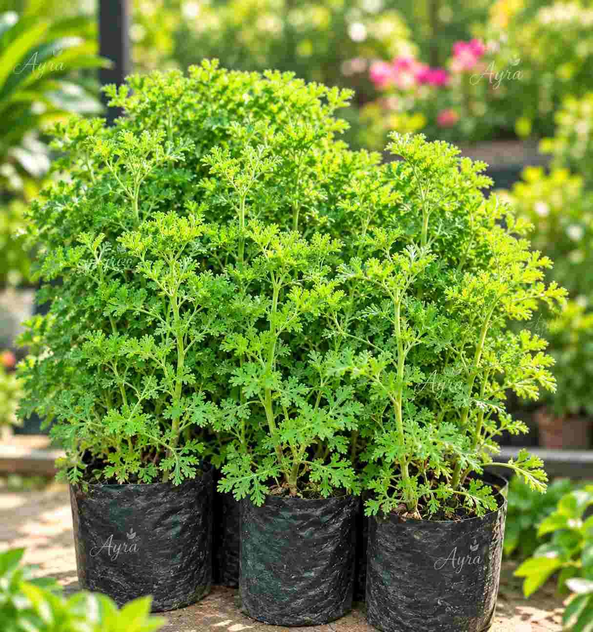 Scented Geranium