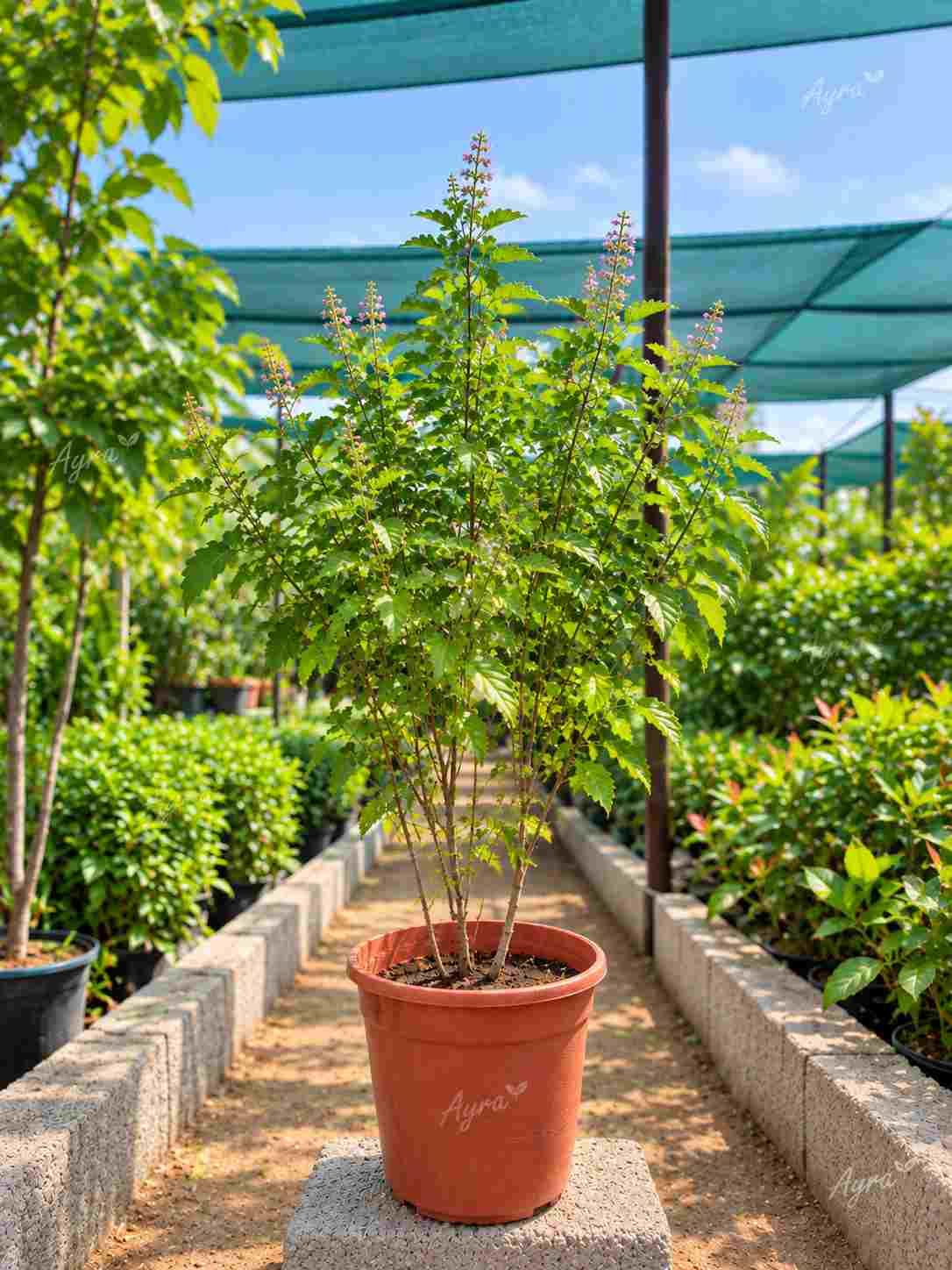 Holy Basil / Tulsi