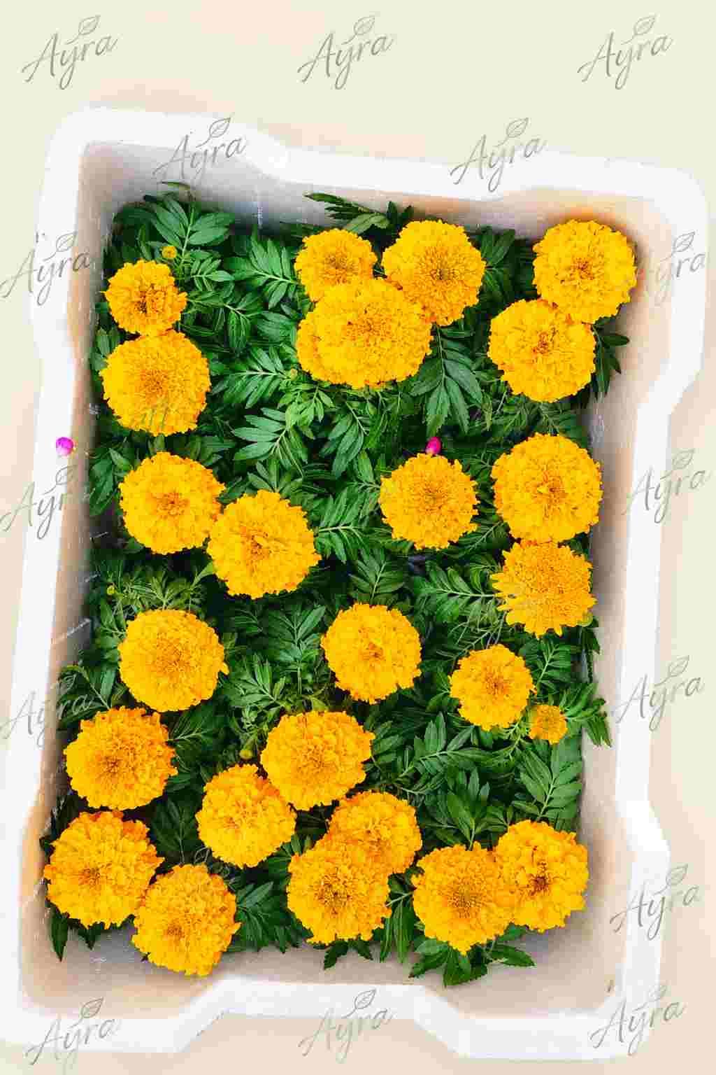 African Marigold