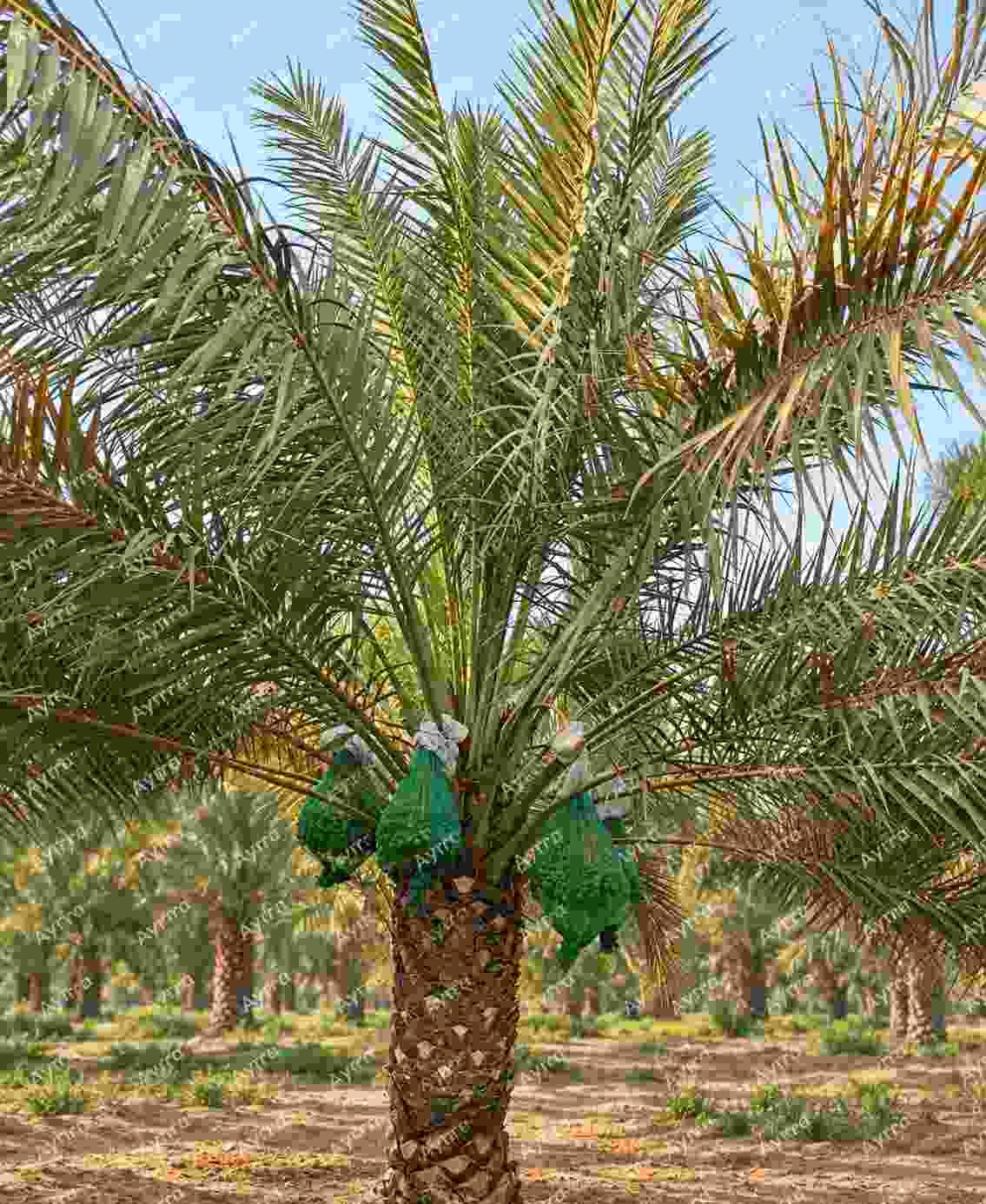 نخلة سكري